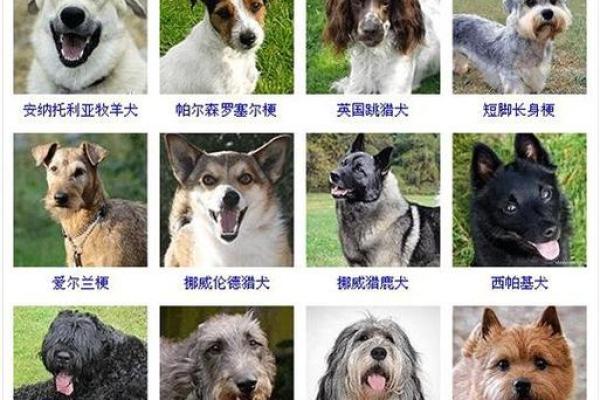 狗狗名字大全：从经典到创新，让你的宠物与众不同