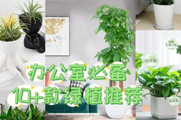 办公室植物风水布局大全：提升运势的绿植选项