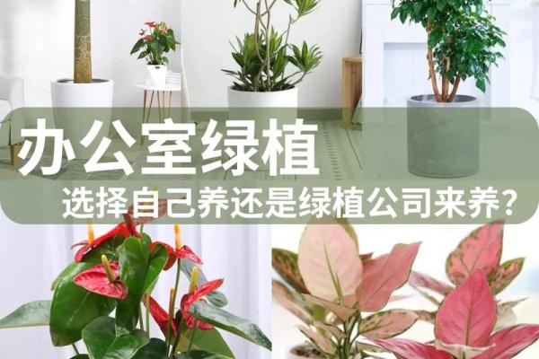 办公室植物摆放风水禁忌大全