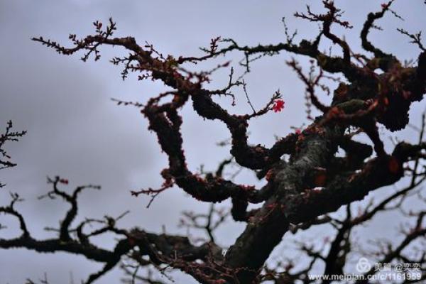 桃花在节令与民俗中的独特地位