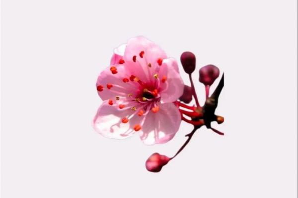 桃花在节令与民俗中的独特地位