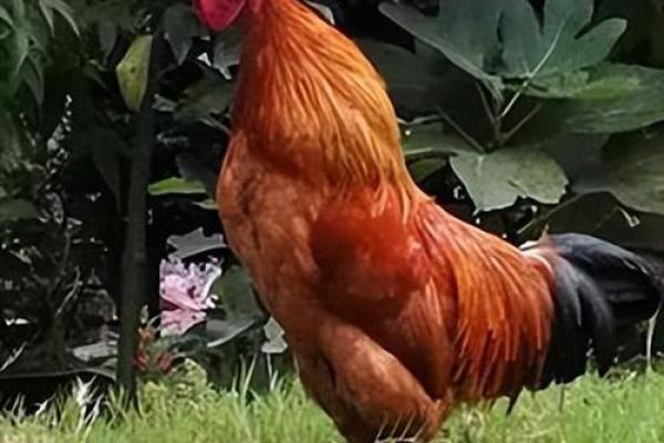 风水学视角下公鸡打鸣的吉凶解读