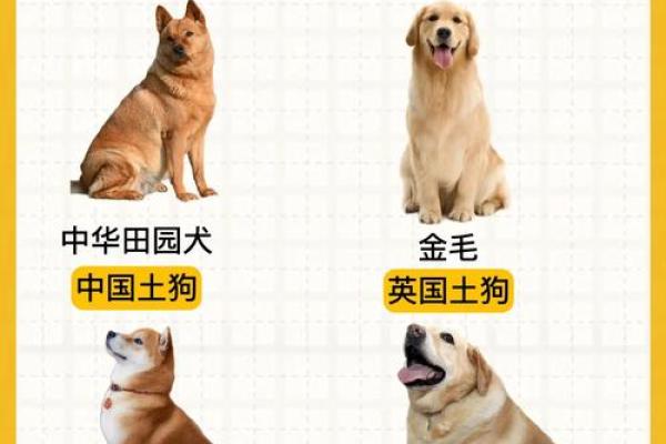 土狗萌宝名典