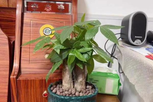 盆景风水宝典，教你如何用招财盆景旺家运