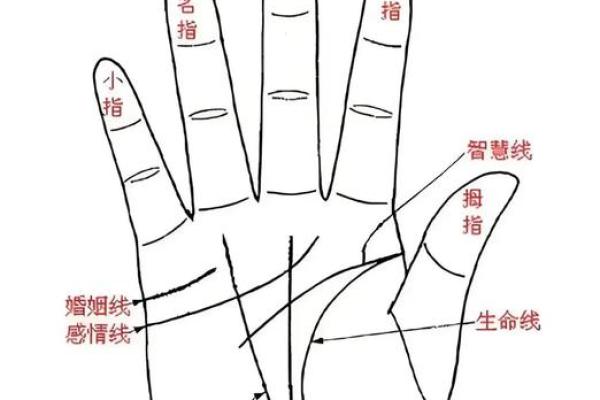 手掌中的秘密：揭秘命运之谜