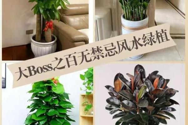办公室风水宝典：干花布置，让你财运亨通事业旺