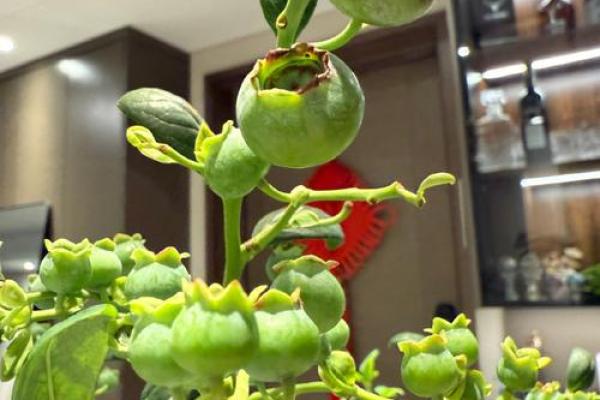 办公室风水新宠：蓝莓助力事业旺运